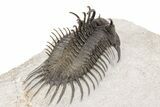 Nice Spiny Comura Trilobite With Morocops #214403-5
